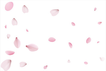 Pink sakura vector background, cherry flowers © writerfantast