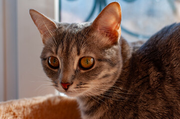 A gray striped kitty poses for the camera!