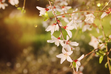 background of spring cherry blossoms tree. selective focus
