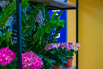 Very pretty flowers at the flower shop!