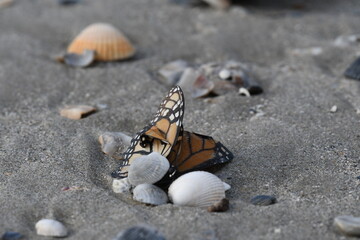 butterfly and shells