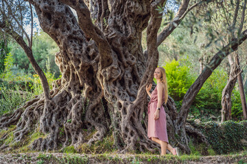 woman tourist looking at 2000 years old olive tree: Stara Maslina in Budva, Montenegro. It is...