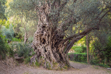 2000 years old olive tree: Stara Maslina in Budva, Montenegro. It is thought to be the oldest tree...