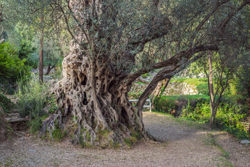2000 years old olive tree: Stara Maslina in Budva, Montenegro. It is thought to be the oldest tree in Europe and is a tourist attraction. In the background the montenegrin mountains. Europe