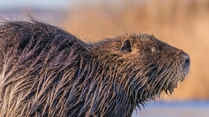 Nutria, auch Biberratte, Wasserratte oder Sumpfbiber genannt, leben in der Nähe von Wasser in...