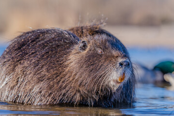 Nutria, auch Biberratte, Wasserratte oder Sumpfbiber genannt, leben in der Nähe von Wasser in...