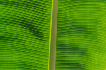 Texture of banana leaf close-up as abstract background