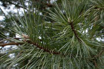 Close up of pine tree