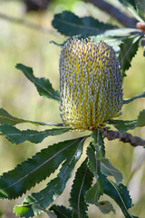 Golden flower head and grey green leaves of the Australian native Old Man Banksia, Banksia serrata, family Proteaceae, growing in Sydney woodland, NSW, Australia