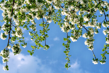 Blurred White beautiful flowers in apple tree blooming in the early spring, nature backgroung with copy space