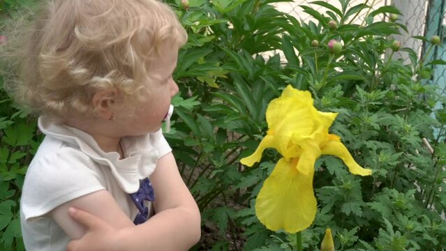 girl playing with a flower in the garden,girl's hand touches the irus flower in the flower garden