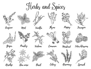 A set of spices, herbs and spices. A drawing in the style of an engraving. Vector for menu, restaurant,
food and kitchen design.
