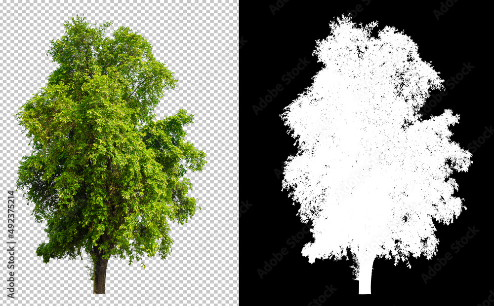 Aufkleber Tree cut out from original background, transparent background picture with clippings path and alpha channel for brush and easy selection