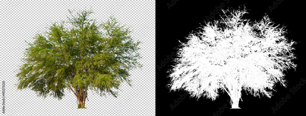 Poster tree cut out from original background, transparent background picture with clippings path and alpha 