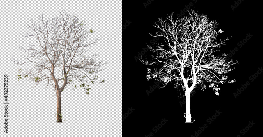 Aufkleber Leafless Tree cut out from original background, transparent background picture with clippings path and alpha channel for brush and easy selection