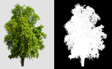 Tree cut out from original background, transparent background picture with clippings path and alpha...