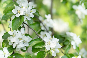Blurred nature background with White beautiful flowers in the tree blooming in the early spring
