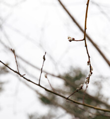Spring willow  with unfocused background, copy space for easter poster, stock photo