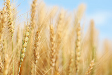 Golden wheat field at sunset with bright blue sky.  Agriculture farm and farming concept