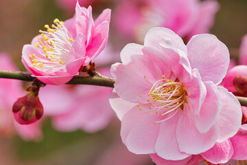 梅の花
