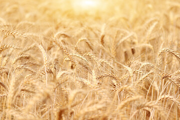 Golden wheat field at sunset.  Harvest and food concept.