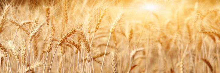 Golden wheat field at sunset.  Harvest and food concept. - obrazy, fototapety, plakaty