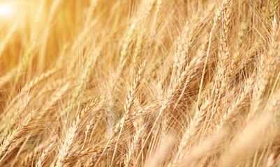 Golden wheat field at sunset.  Harvest and food concept.