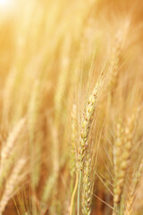 Golden wheat field at sunset.  Harvest and food concept.