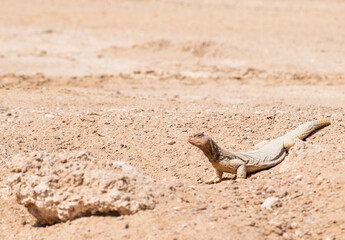 Spiny-tailed agama out of the lair