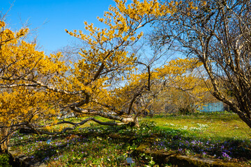 Tree of a Chinese witch hazel, Hamamelis mollis, soft witch hazel, orange