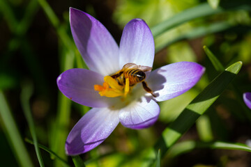 Bee on crocuses, spring, spring meadow, pollen count