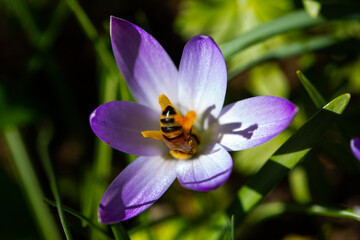 Bee on crocuses, spring, spring meadow, pollen count