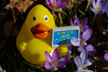 Rubber duck with sign, duck good, all good, between the flowers