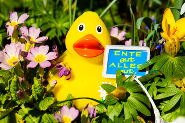 Rubber duck with sign, duck good, all good, between the flowers
