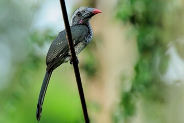 Ein junger Hartlaubtoko (Horizocerus hartlaub), Black dwarf hornbill, in Ghana.