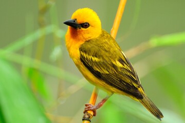 Obraz premium Ein männlicher Königsweber (Ploceus aurantius), Malimbus aurantius, Ghana.
