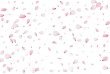 Sakura petals background. Cherry petals
