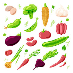 set of fresh vegetables Garlic onion peas beans beets carrots potatoes broccoli corn cucumber tomato bell pepper eggplant hot pepper zucchini Vector stock illustration White background. Vegetarianism.