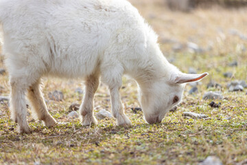 草を食べるヤギの子供（日本、1月、冬）