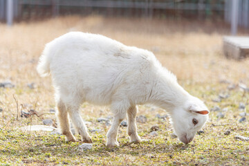 草を食べるヤギの子供（日本、1月、冬）