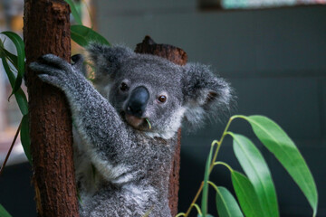 koala in a tree