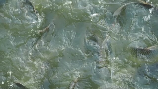 Footage Full HD 1080P, Herd of Common Silver Barb Fish (Barbonymus goniotus) scrambling for bread, on the water.