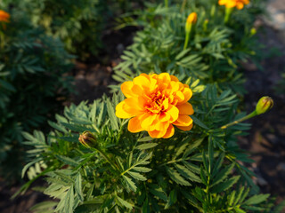 yellow flower in the garden