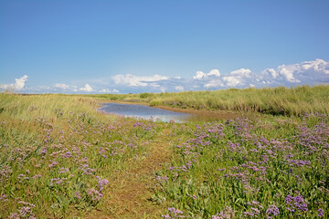 purple sea lavender flowers in a salt marsh in Zwin nature reserve, with creeks and dunes . Knokke, Belgium