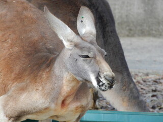 カンガルー
