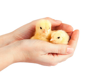 two yellow chickens in human hands