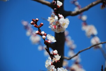 spring blossom