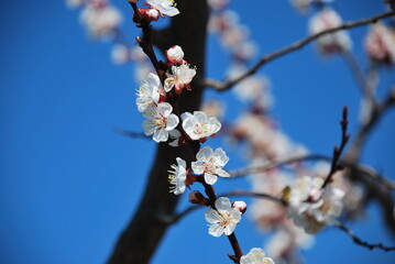 cherry blossom in spring