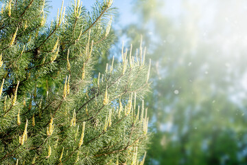 Blurred Pine branches, background for your design.