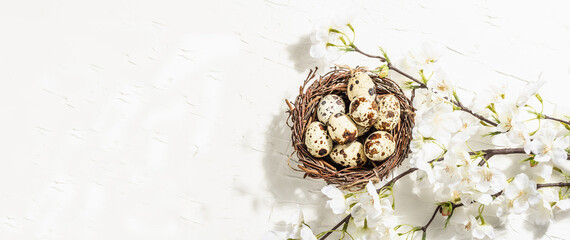 Happy Easter background with blooming cherry and quail eggs in a nest